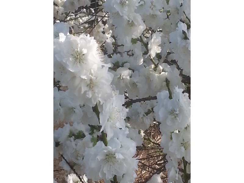 3599 Owen Road, Owen SA 5460