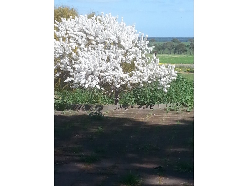 3599 Owen Road, Owen SA 5460