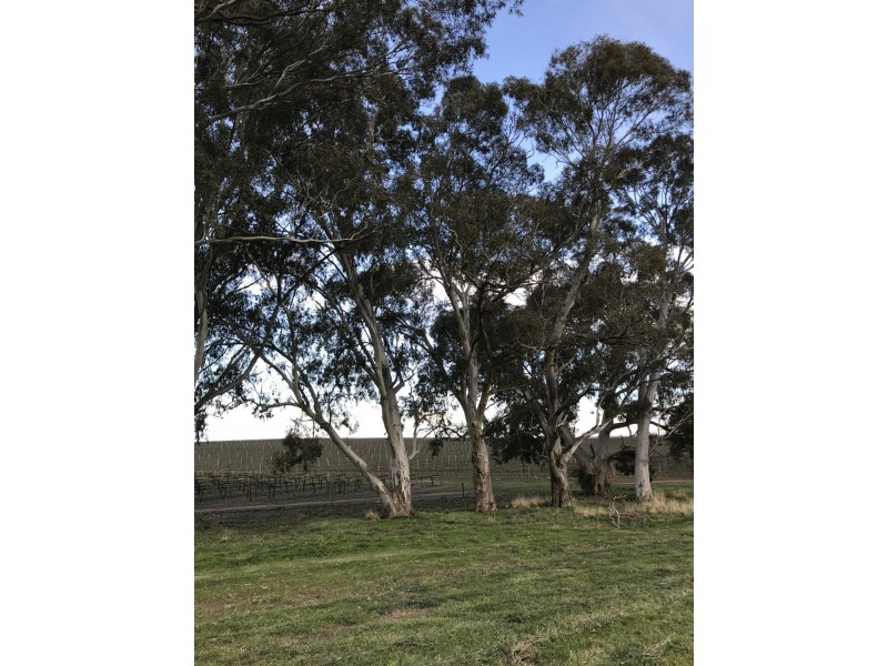 Lot 300 Burra Street, Mintaro SA 5415
