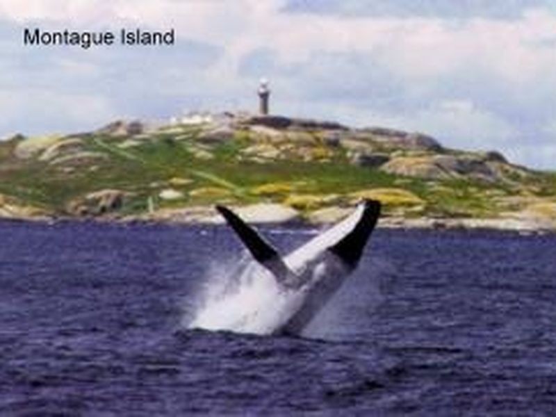 Site 42 Surfbeach Holiday Resort, Narooma NSW 2546