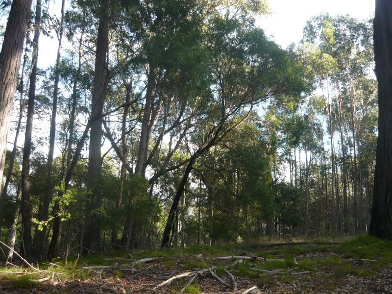 Lot 84 Rainforest Parkway, Narooma NSW 2546