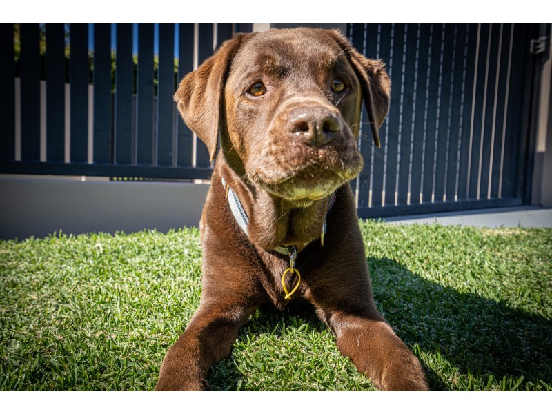 2/8 Wagtail Court, Burleigh Waters QLD 4220