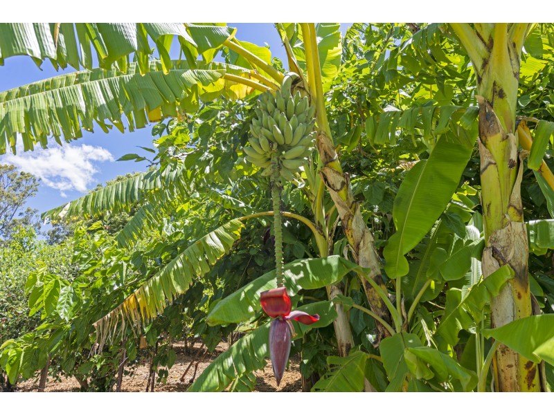 127-137 Larch Road, Tamborine QLD 4270