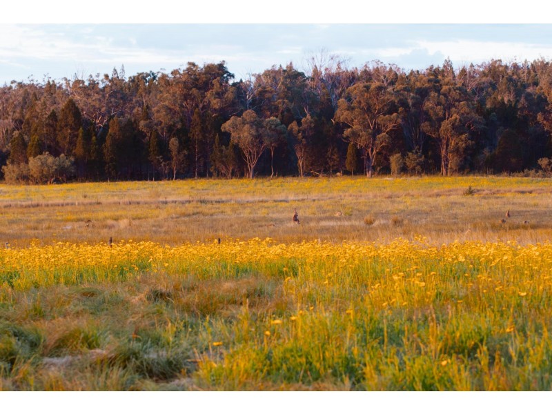 23 Turner Road, Severnlea QLD 4380