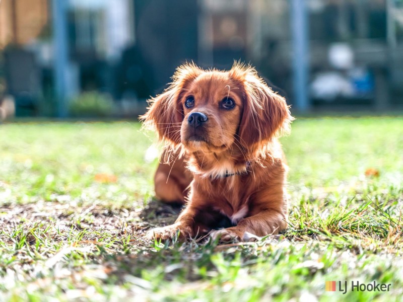 8 Hart Court, Murrumba Downs QLD 4503