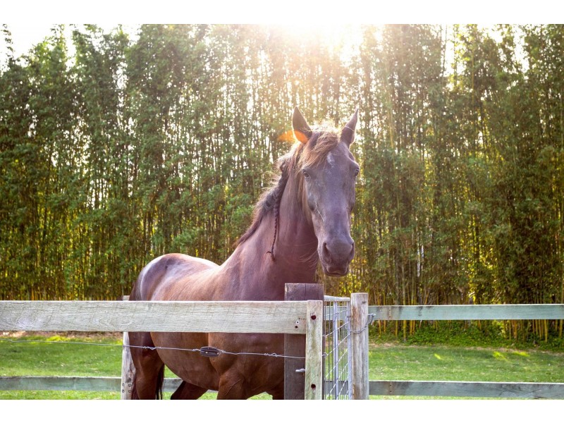 763 Tallebudgera Creek Road, Tallebudgera Valley QLD 4228