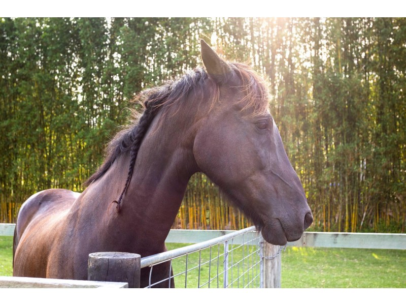 763 Tallebudgera Creek Road, Tallebudgera Valley QLD 4228