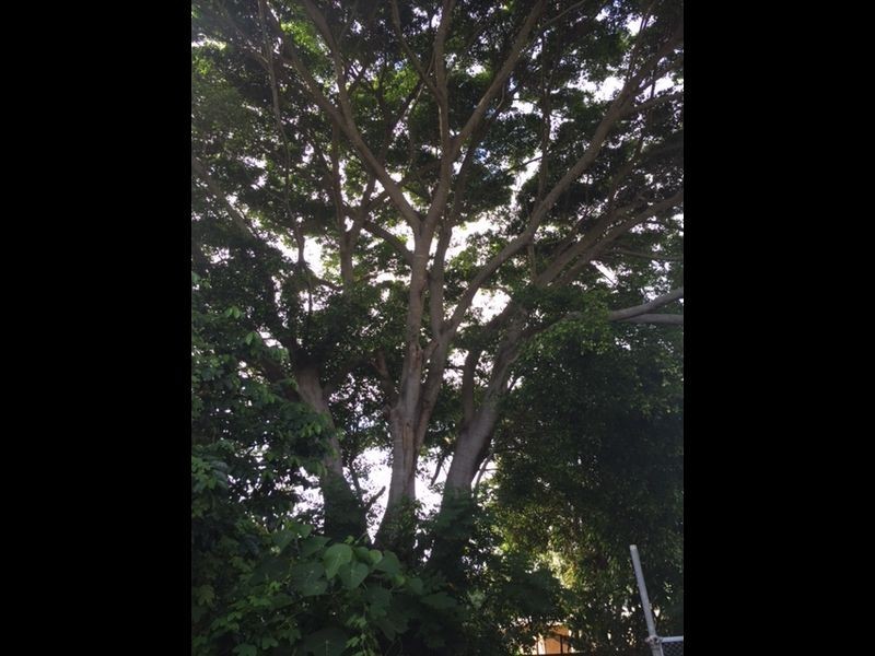 46 Westview Road, Currumbin QLD 4223