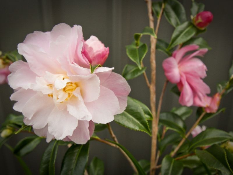 19 Vincent Street, Warners Bay NSW 2282