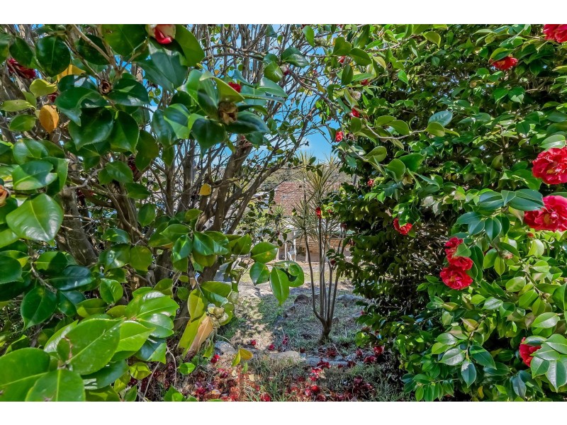 41 Roslyn Avenue, Charlestown NSW 2290