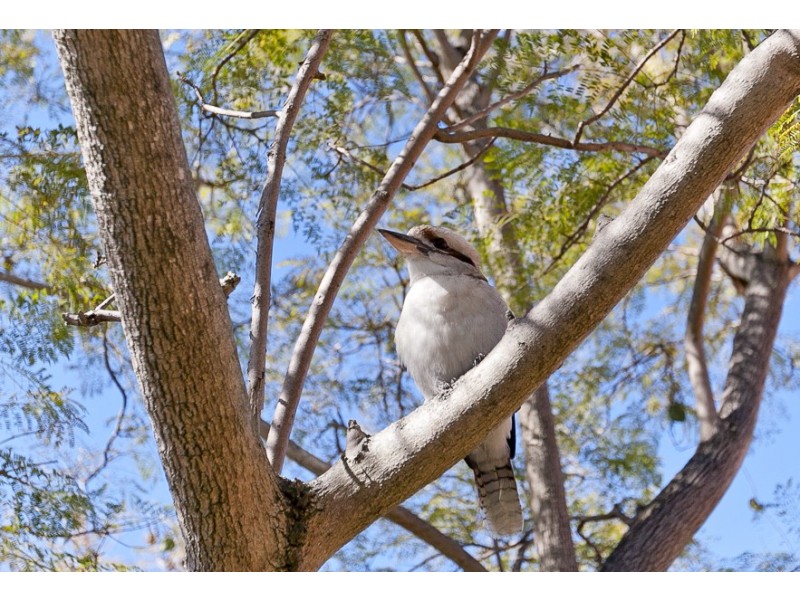 74 Bruce Street, Nedlands WA 6009