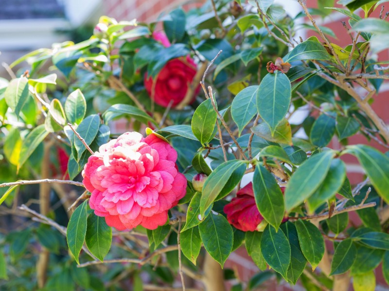 8 Kinross Crescent, Floreat WA 6014