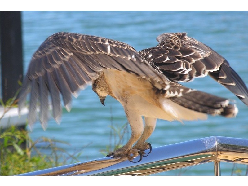 19 St Malo Court, Mindarie WA 6030