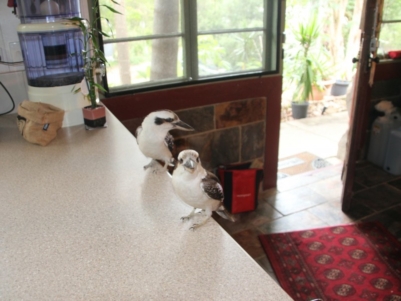 42 Chants Rd., Valdora QLD 4561