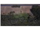 Lot 13/ Bussell Highway, Ludlow WA 6280