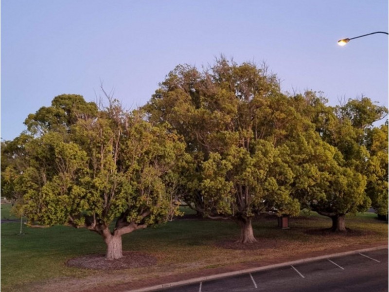 93 Steere Street, Collie WA 6225