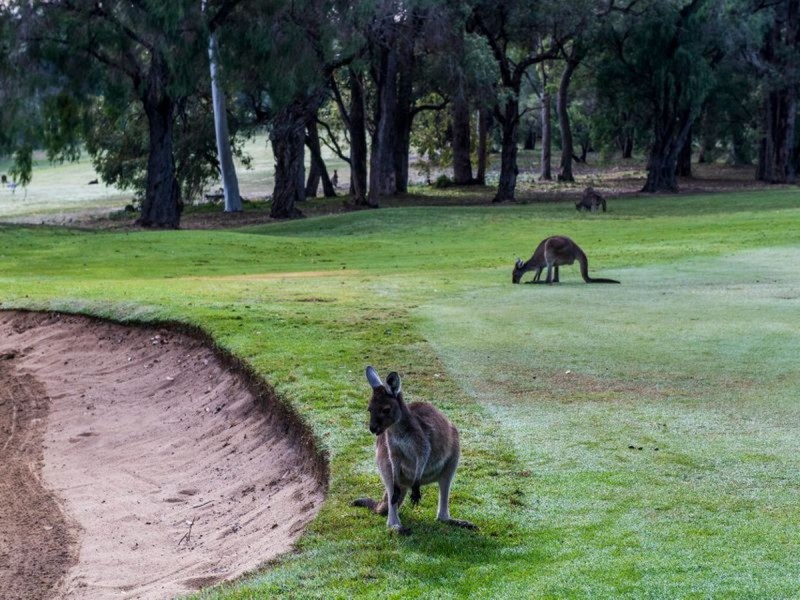 46 Mayne Way, Australind WA 6233