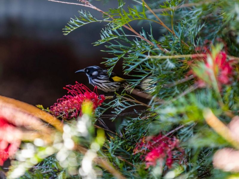 18 Forrest Street, Collie WA 6225