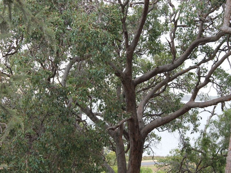 4 Hudson Place, Leschenault WA 6233