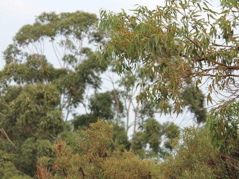 4 Hudson Place, Leschenault WA 6233