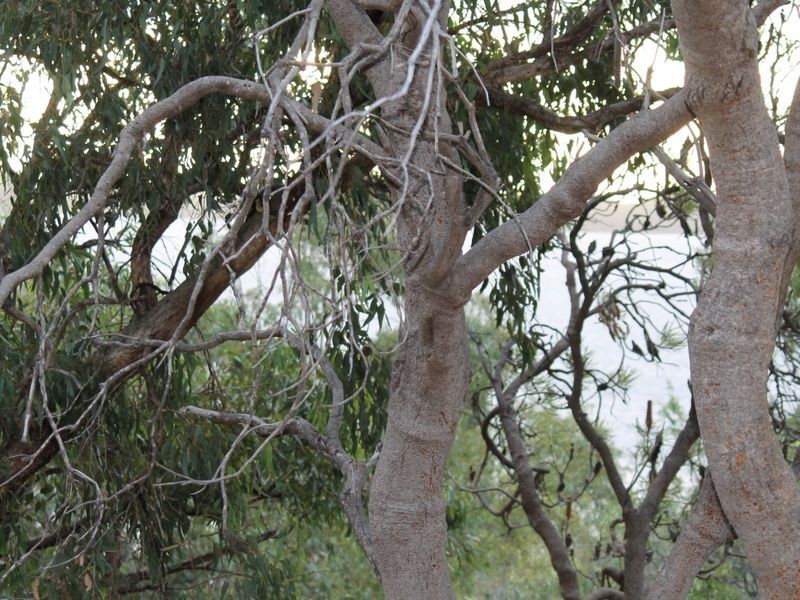 4 Hudson Place, Leschenault WA 6233