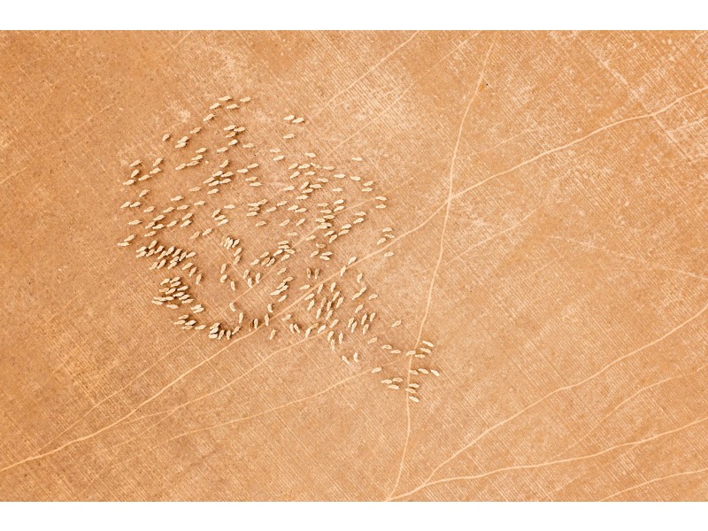 Lot 344/ Hopetoun-Ravensthorpe Road, Ravensthorpe WA 6346