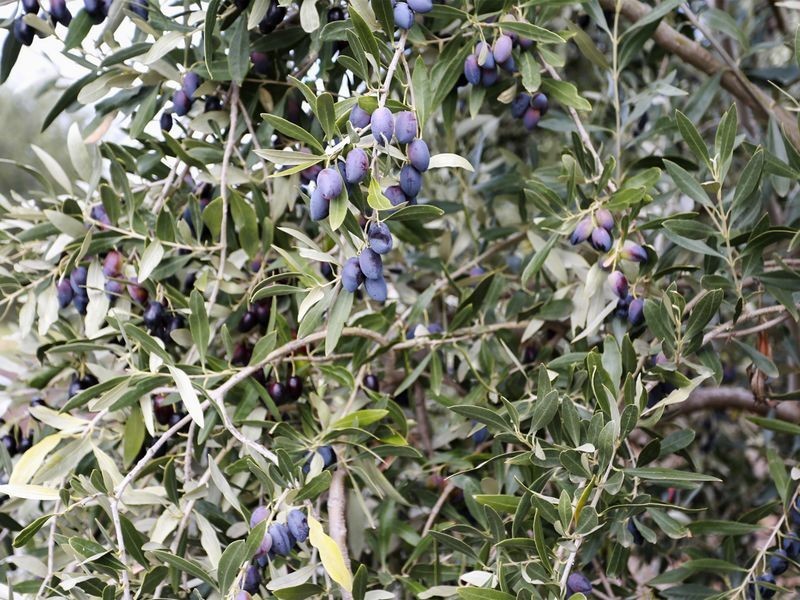 598 Axedale-Goornong Road, Axedale VIC 3551