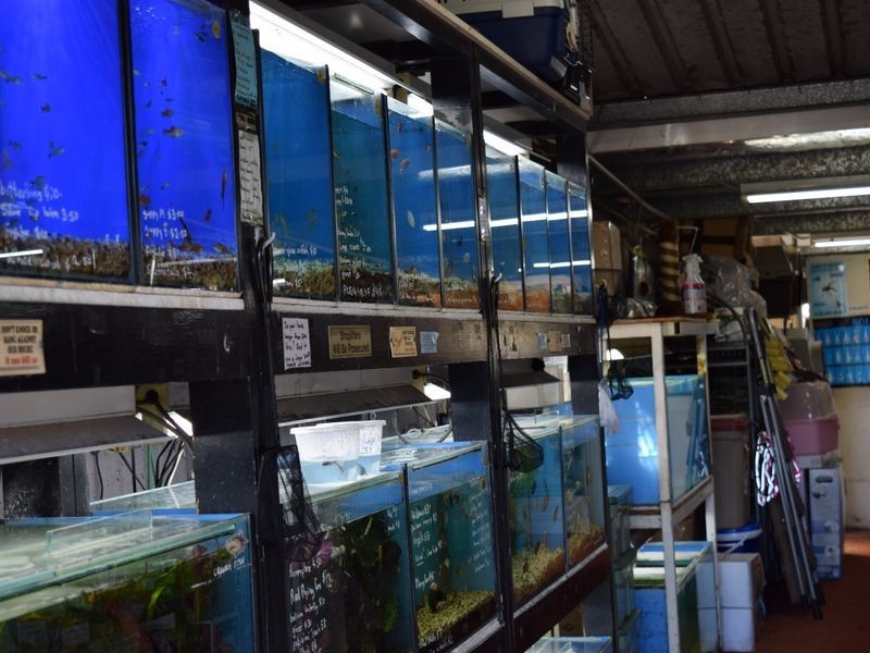 99 Skinner Street, South Grafton NSW 2460