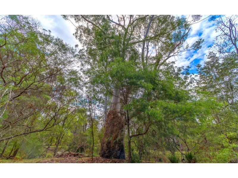 308 Sandy Swamp Road, Coutts Crossing NSW 2460