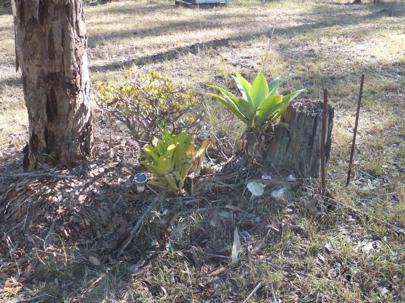 246 Orara Road, Lanitza NSW 2460