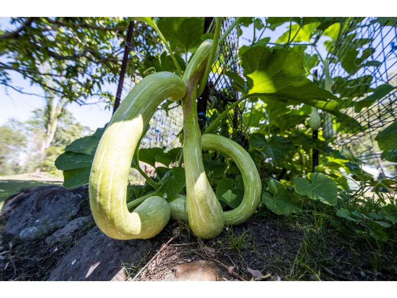 2093 Summerland Way, Warragai Creek NSW 2460