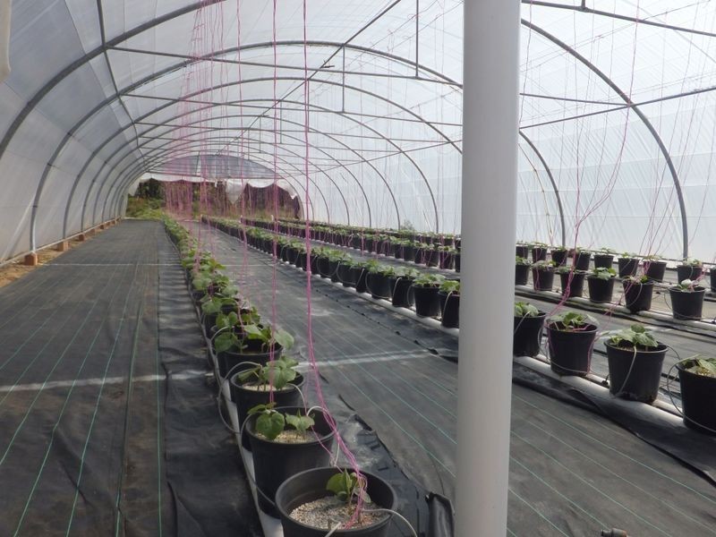 85 McGills Road, Kremnos NSW 2460