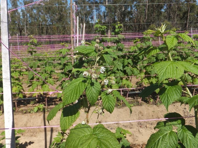 85 McGills Road, Kremnos NSW 2460