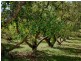 214 Grays Road, Halfway Creek NSW 2460