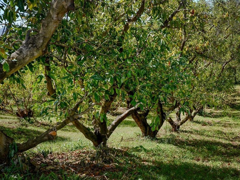 214 Grays Road, Halfway Creek NSW 2460