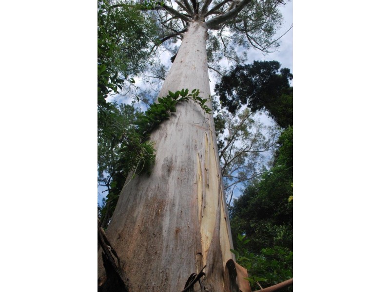 269 Blackbutt Road, Kremnos NSW 2460