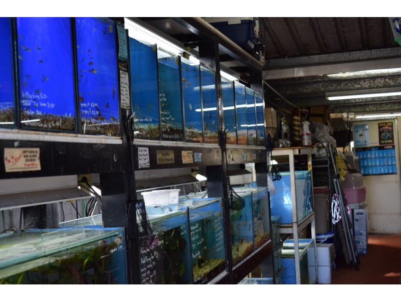 99 Skinner Street, South Grafton NSW 2460