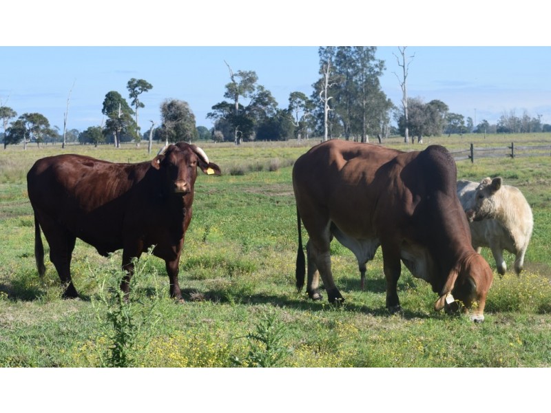 1132 Lower Coldstream Road, Ulmarra NSW 2462