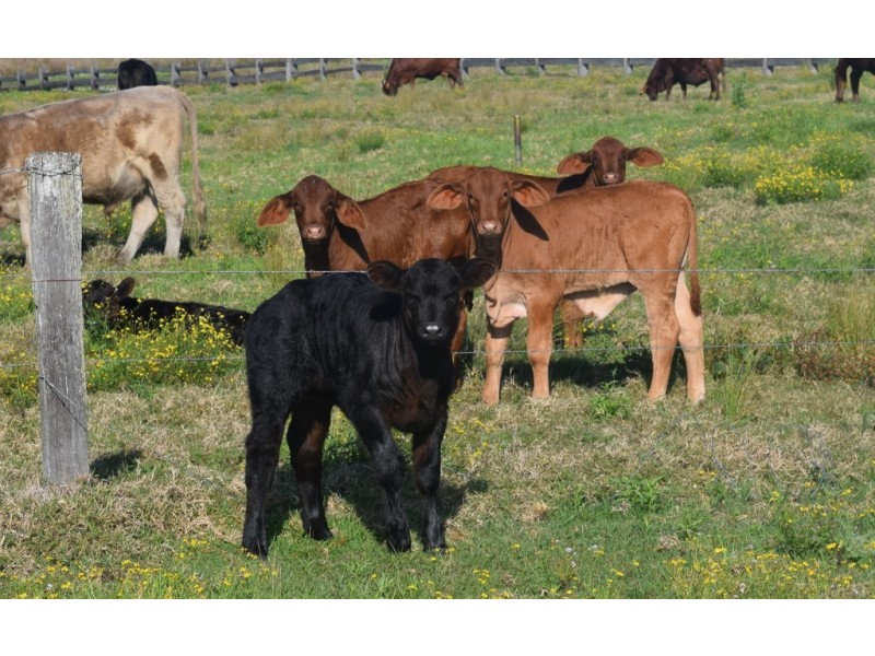 1132 Lower Coldstream Road, Ulmarra NSW 2462