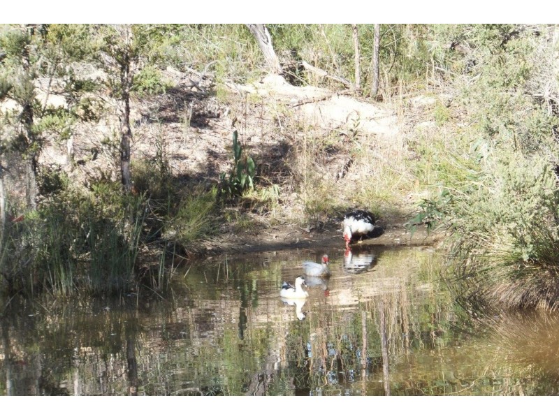 163 Parker Road, Wells Crossing NSW 2460