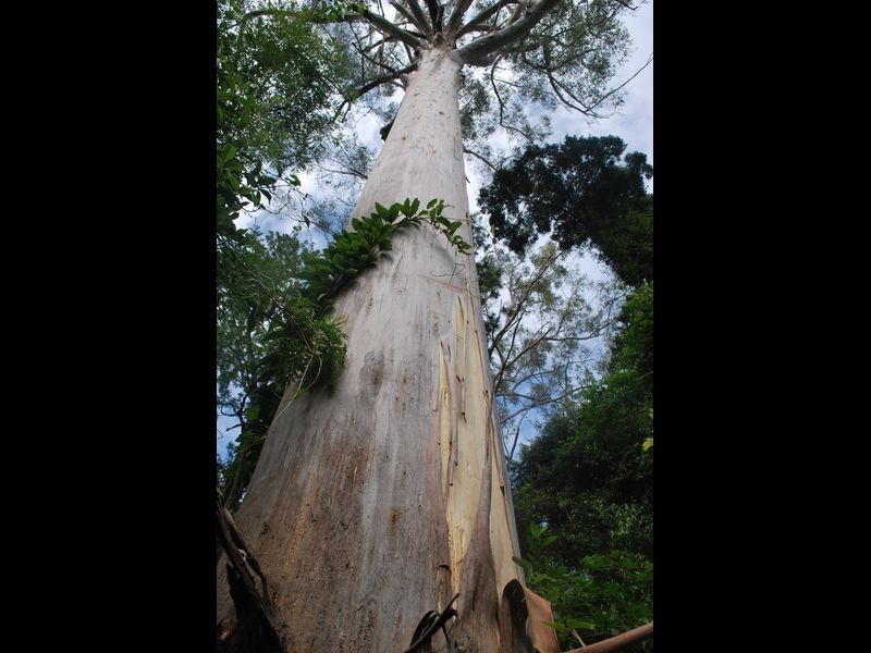 269 Blackbutt Road, Kremnos NSW 2460