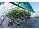 187 Tully Morgan Road, Lawrence NSW 2460