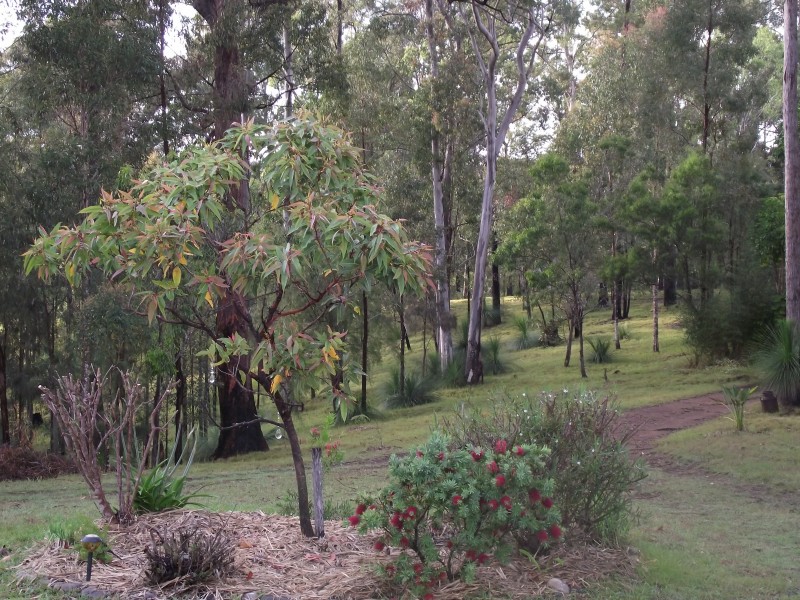 262 Black Mountain Road, Nymboida NSW 2460