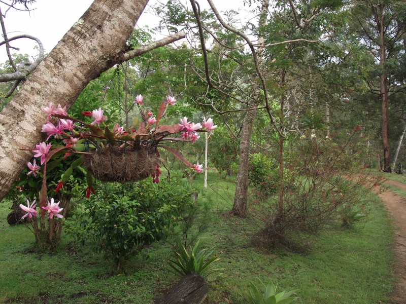 262 Black Mountain Road, Nymboida NSW 2460