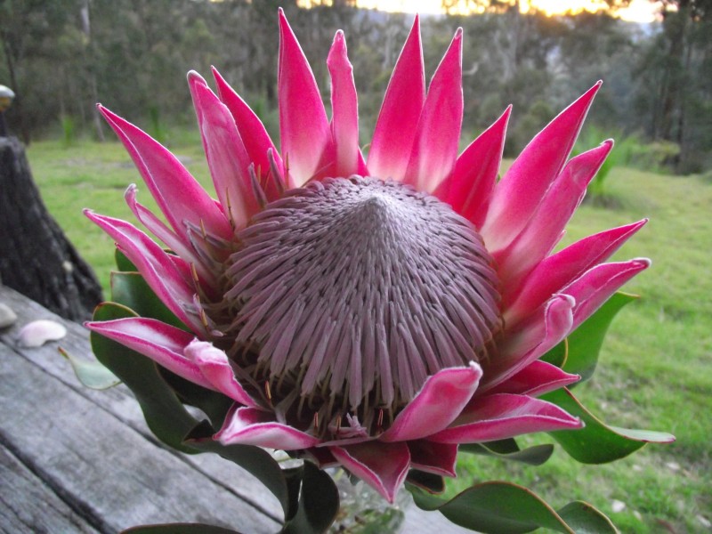 262 Black Mountain Road, Nymboida NSW 2460