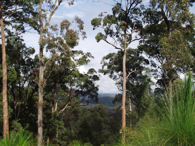 262 Black Mountain Road, Nymboida NSW 2460