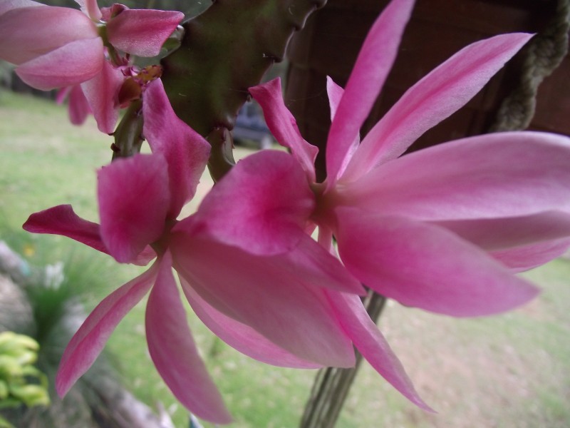 262 Black Mountain Road, Nymboida NSW 2460