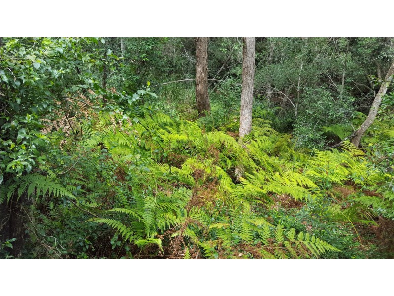 1639 Stockyard Creek Road, Coaldale NSW 2460