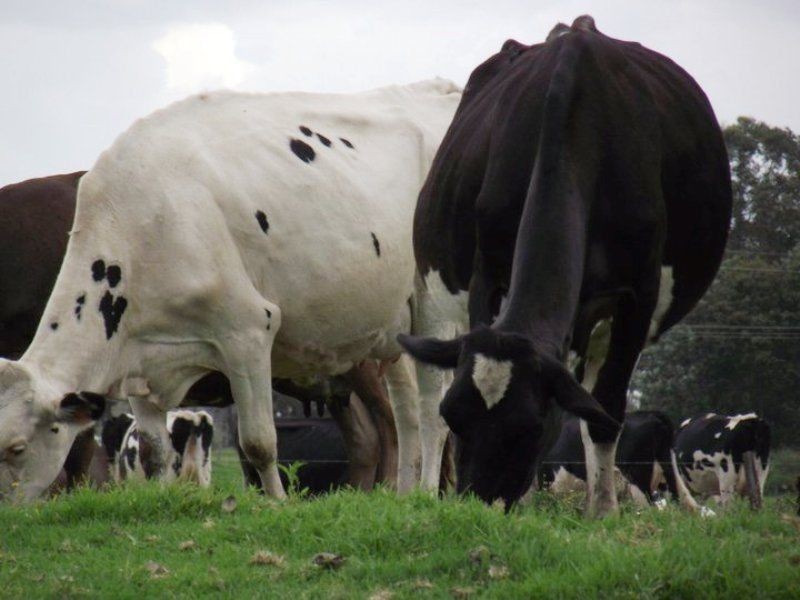 Four Farms Southgate Lawrence Road, Grafton NSW 2460