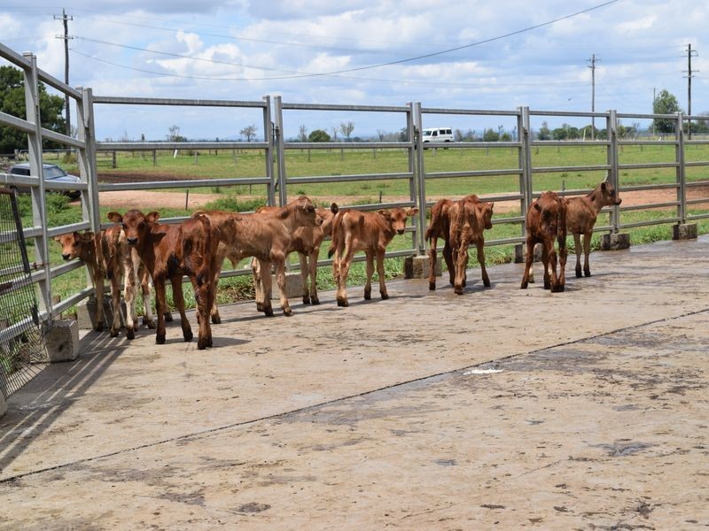 Four Farms Southgate Lawrence Road, Grafton NSW 2460